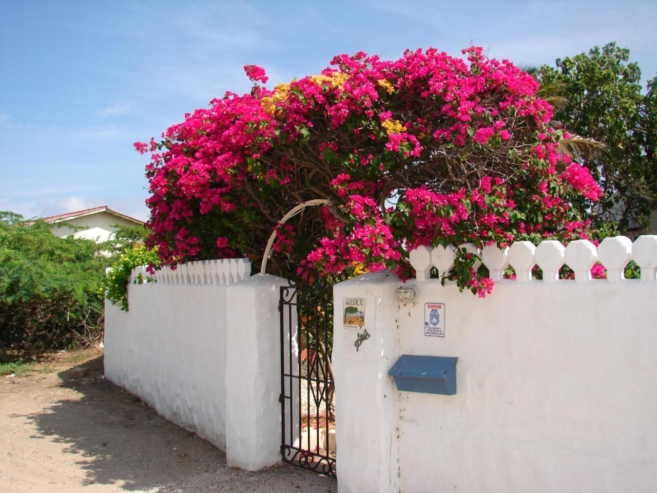 Villa Bougainvillea Aruba, The Tango Suite Palm Beach Luaran gambar