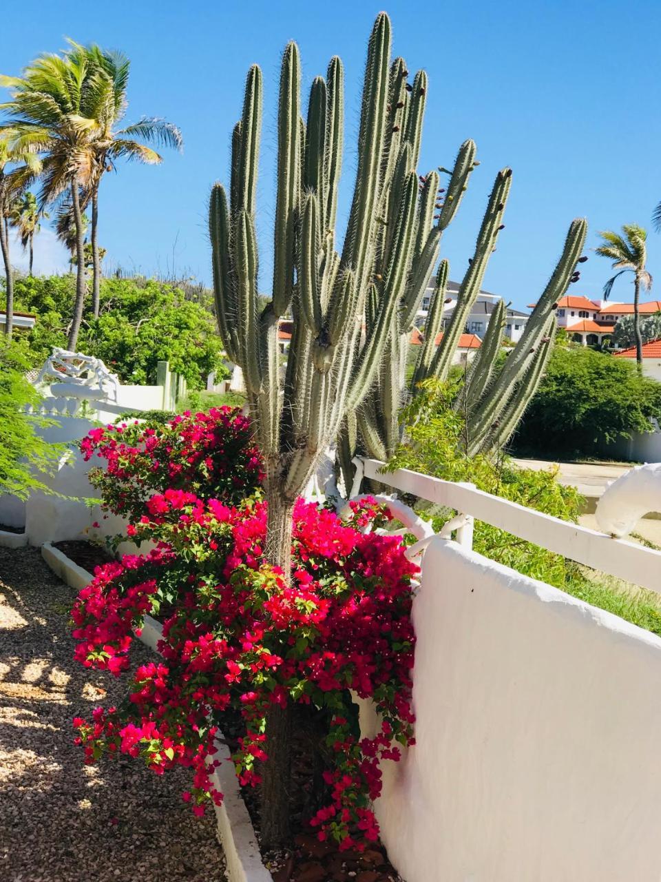 Villa Bougainvillea Aruba, The Tango Suite Palm Beach Luaran gambar